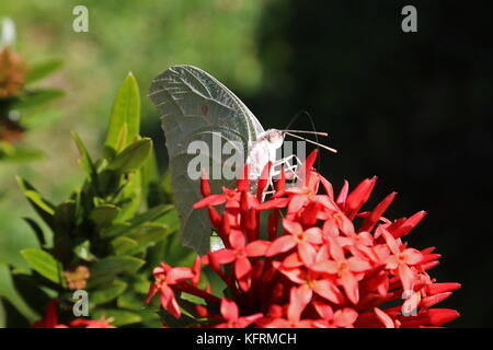 Weiß gewinkelt Schwefel (Anteos clorinde), Restaurante Turín Costa Rica, Provinz Guanacaste, Costa Rica, Mittelamerika Stockfoto