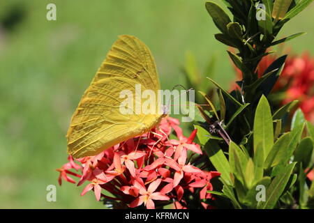 Wolkenlosen Schwefel (Phoebis sennae), Restaurante Turín Costa Rica, Provinz Guanacaste, Costa Rica, Mittelamerika Stockfoto