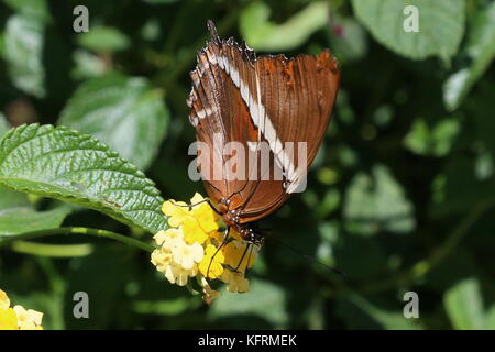 Rostig - Siproeta epaphus gespitzt Seite (), Pilas, Alajuela, Alajuela Provinz, Central Highlands, Costa Rica, Mittelamerika Stockfoto