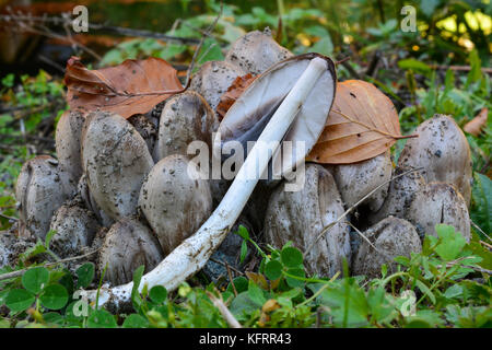 Bane Pilze Büschel der coprinus atramentarius oder gemeinsamen inkcap oder säufer im natürlichen Lebensraum, köstlichen essbaren Pilz, aber bedingt giftig Stockfoto