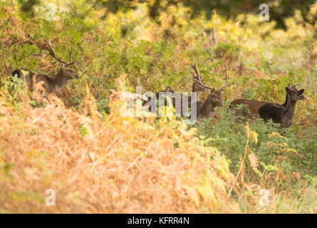 Gruppe von damwild Umzug durch die herbstlichen Wälder in Wales, Großbritannien. Stockfoto