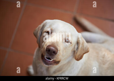 Gerne Labrador dog portrait oben betrachten. ein braunes schönen Retriever Stockfoto