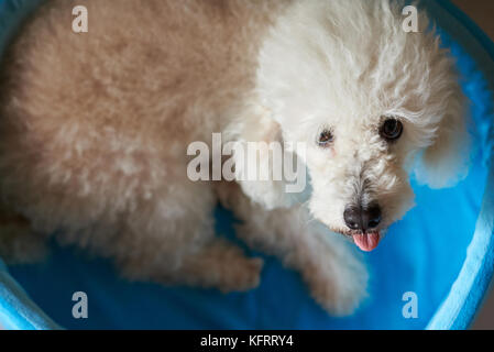 Lustige Pudel Hund oben anzeigen Festlegung in blau Bett. cute Pudel Hund Stockfoto