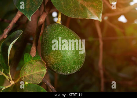 Avocado Frucht am Baum hängen. Grün Frischer avocado bereit zu ernten Stockfoto