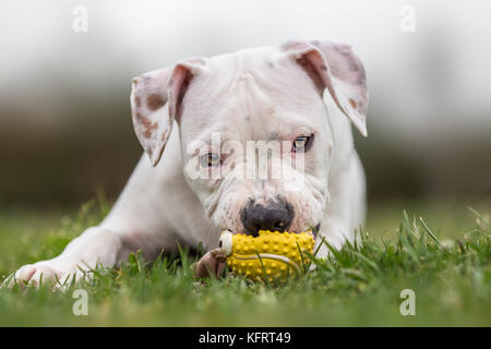 Komplett weiß American Staffordshire Terrier Stockfoto