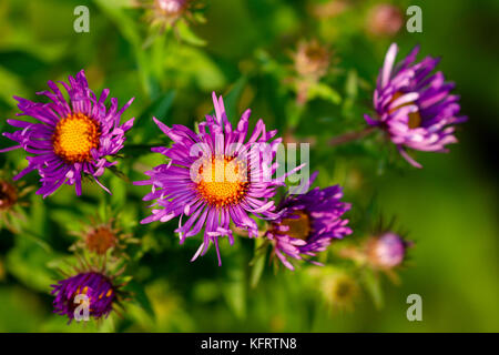 New england Aster (symphyotrichum Novae-angliae), dodge Nature Center, Mendota Heights, Minnesota, USA Stockfoto