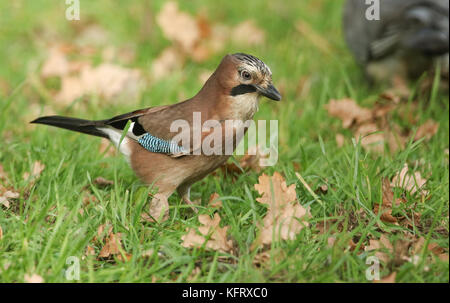 Ein atemberaubender Eichelhäher (Garrulus glandarius), der im Gras nach Eicheln sucht, die er für den Winter lagern kann. Stockfoto