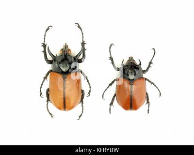 Käfer / Beetle 5-horned: Weiß isoliert Stockfoto