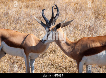 Springbok im Central Kalahari Game Reserve, Botswana Stockfoto