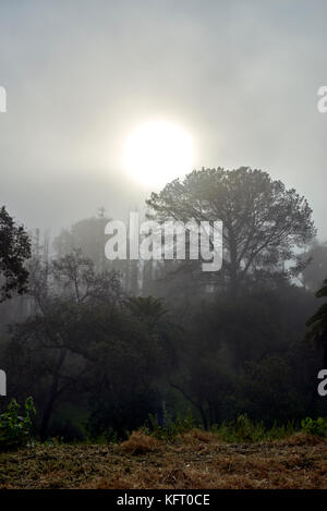 Die tägliche marine Layer aus dem Pazifischen Ozean senkt sich über Bäume und Gras Stockfoto