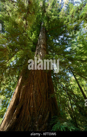 Die schiere Größe dieser Sequoia Bäumen ist demütigend und awe-inspiring Stockfoto