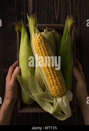 Kiste voller frische Maiskolben in den Händen des Mannes über rauhe Holz Stockfoto
