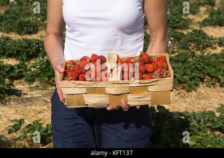 Eine junge Frau zeigt Erdbeeren sie lokal in Niederösterreich ausgewählt wurde, Stockfoto