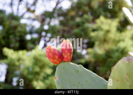 Feigenkaktus (Opuntia, Fico d'India), Catania, Sizilien, Italien Stockfoto