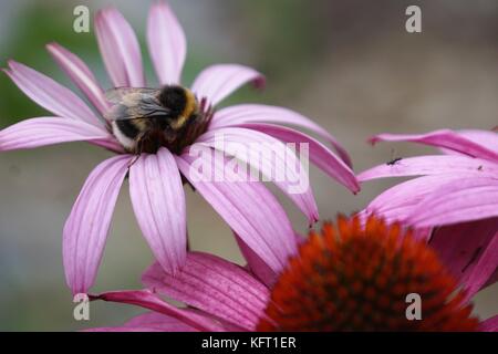 Biene auf Blume mit einem anderen Fehler - Echinacea Blume lila/rot Blütenblätter Stockfoto
