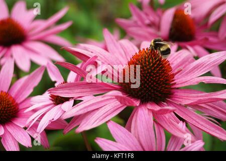 Biene auf Blume Nahaufnahme - Echinacea Blume lila/rot Blütenblätter Stockfoto