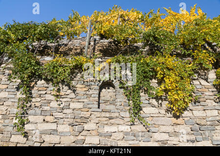 Terrassenförmig angelegte Weinberge aus Trockenmauern bei Weißenkirchen im beliebten Tourismusgebiet der Wachau, Niederösterreich Stockfoto