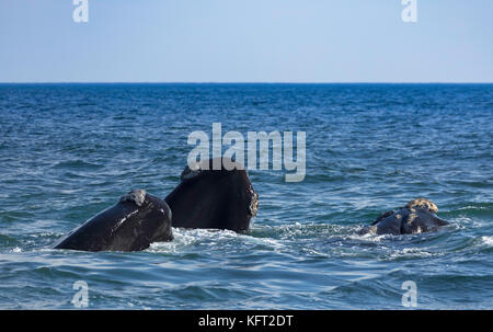 Southern Right Wale, Hermanus, Western Cape, Südafrika Stockfoto