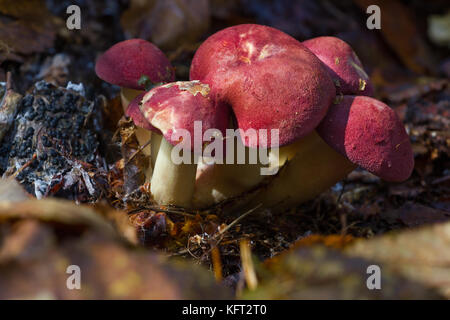 Ungenießbare Pilz wächst in den Wäldern Mitteleuropas, tricholomopsis rutilans Stockfoto