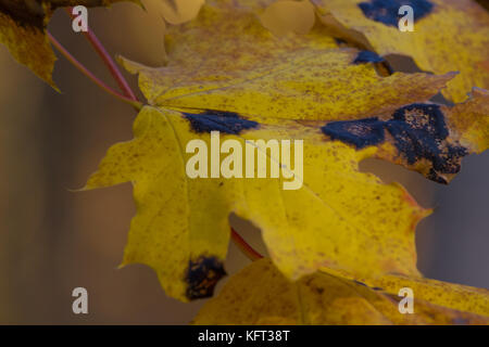 Nahaufnahme gelb maple leaf von Bug oder Virus in Garten, Pflanzenkrankheiten und Blattläuse, Zikaden. Pflanze Insektenbefall Stockfoto