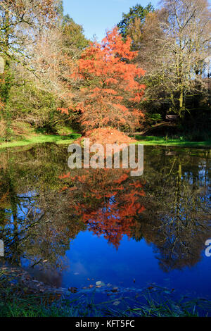 Swamp Cypress, distichum Taxodium distichum, und Reflexion im roten Herbstlaub an einem kleinen See. Stockfoto