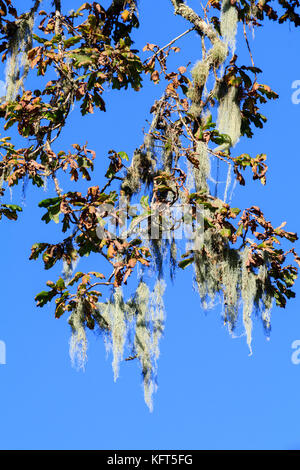 Hängend starnds Massierten der Zeichenkette der Würstchen Flechten, Usnea articulata, in den Ästen eines alten Eiche Stockfoto