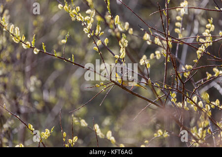 Gemeinsame yellowthroat (geothlypis trichas), Superior Ufer, zwei Häfen, Minnesota, USA Stockfoto