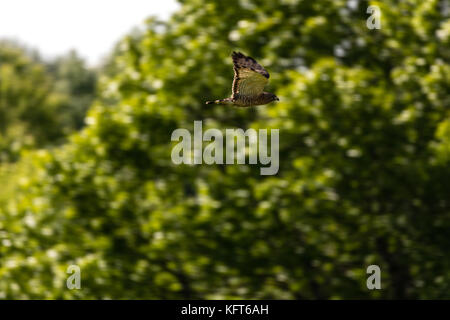 Jugendliche Rote Falken (Buteo Jamaicensis) Echo, Oregon tailed, USA Stockfoto