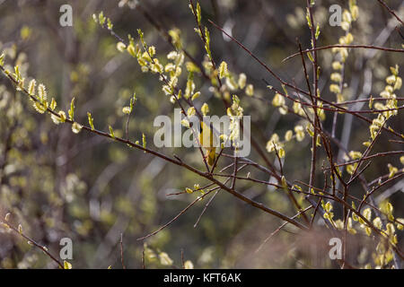 Gemeinsame yellowthroat (geothlypis trichas), Superior Ufer, zwei Häfen, Minnesota, USA Stockfoto