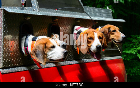 Vier Jagdhunde in Zwingern auf der Rückseite eines roten Pickups. Stockfoto