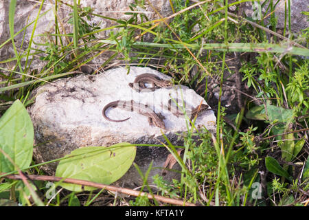 Drei kleine graue Eidechsen sonnen auf dem Stein im Gras. Stockfoto