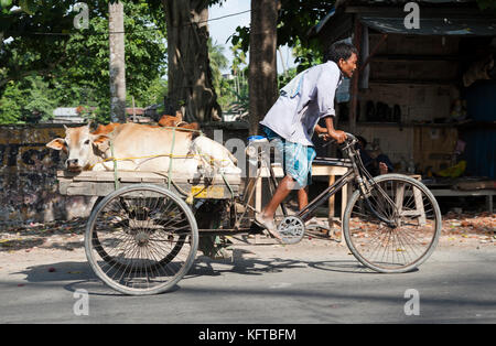 Kälber transportiert auf Dreirad Rikscha Warenkorb in der West Bengal Stadt Cooch Behar, Indien auf den Markt Stockfoto