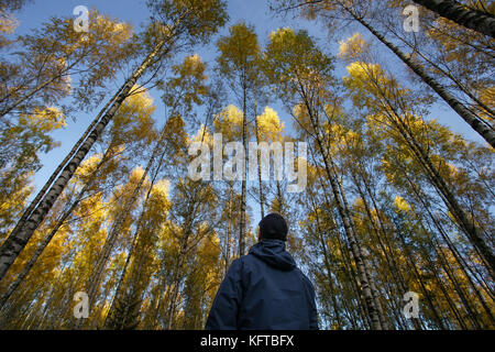 Ein Mann mit blauen Jacke und Baseball Kappe schaut auf Birken mit gelben Herbst Laub Farben und blauer Himmel Stockfoto