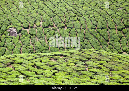 Teeplantage in der Nähe von Munnar im Distrikt Idukki im südwestlichen indischen Bundesstaat Kerala Stockfoto