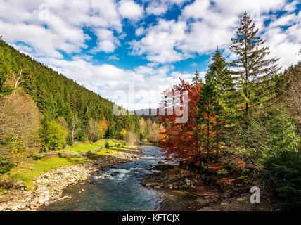 Wunderschöne Herbst Landschaft in den Bergen. kleinen Fluss fließt durch das ländliche Tal umgeben von Nadelwäldern. wenige Bäume in Rot und Gelb Laub Stockfoto