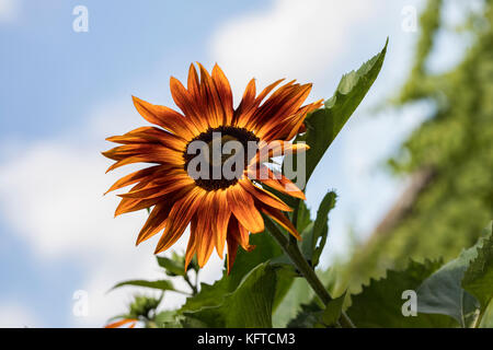 Nahaufnahme einer leuchtend orangefarbenen Sonnenblume gegen eine verschwommene Blauer Himmel Stockfoto