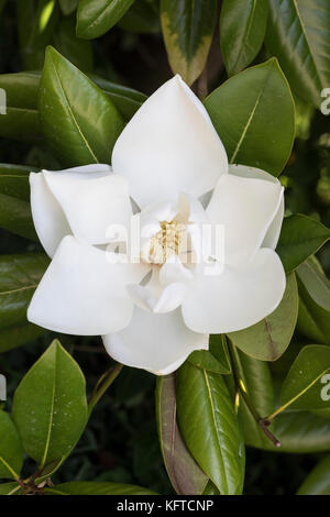 Nahaufnahme einer schönen weißen Magnolia Grandiflora in Blüte, England, Großbritannien Stockfoto