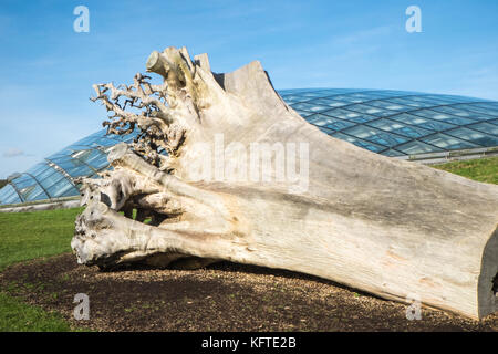 National Botanic Garden of Wales, Llanarthney, Carmarthenshire, Wales, Europa. Gärten und große Gewächshaus, größte einzelne span Glasshouse in der Welt. Stockfoto