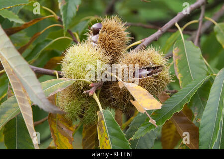 Die Kastanien in Schalen auf einem Baum Stockfoto