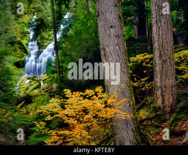 Obere proxy fällt mit Herbst Farbe. Drei Schwestern Wildnis. Willamette National Forest. Oregon. Stockfoto
