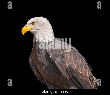 Weißkopfseeadler auf schwarzem Hintergrund isoliert. nordamerikanischen Raubvogel. Porträt der Weißkopfseeadler. Wappen der USA. weißkopfseeadler im Profil Stockfoto