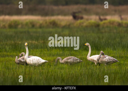 Famaly von singschwänen sitzen in Grasland in Deutschland Stockfoto