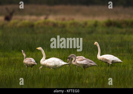 Famaly von singschwänen sitzen in Grasland in Deutschland Stockfoto