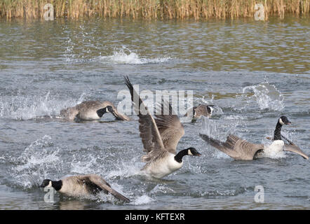 Kanadagänse (Branta canadensis) Spritzwasser und Anzeigen. Widdicombe Ley, Beesands, Devon, Großbritannien Stockfoto