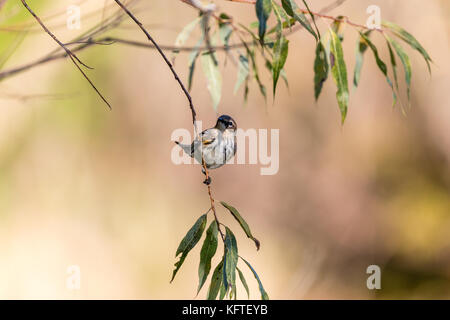 Ed Warbler (setophaga coronata), auf einer Weide Zweig gehockt, dodge Nature Center, Minnesota, USA Stockfoto