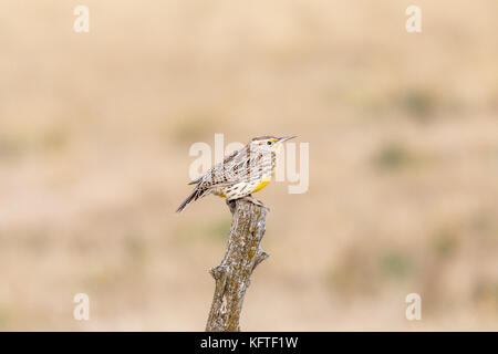 Western meadowlark (sturnella neglecta), Philip, South Dakota, USA Stockfoto