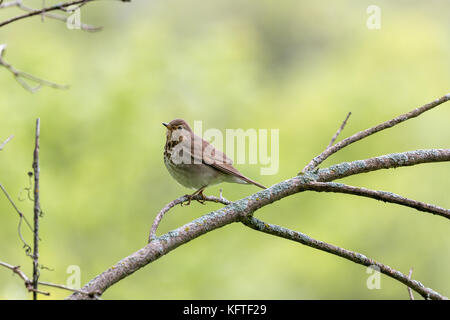 Hermit Thrush (catharus guttatus), dodge Nature Center, Minnesota, USA Stockfoto