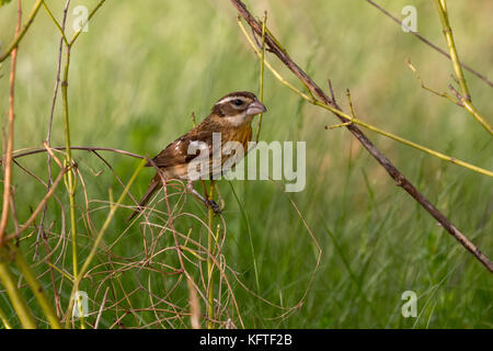 Rose-breasted grosbeak (pheucticus ludovicianus), Lake Elmo Park Reserve, Minnesota, USA Stockfoto