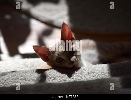 Tabby Katze Stockfoto