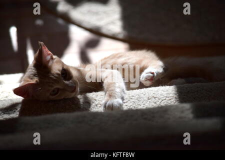 Tabby Katze Stockfoto